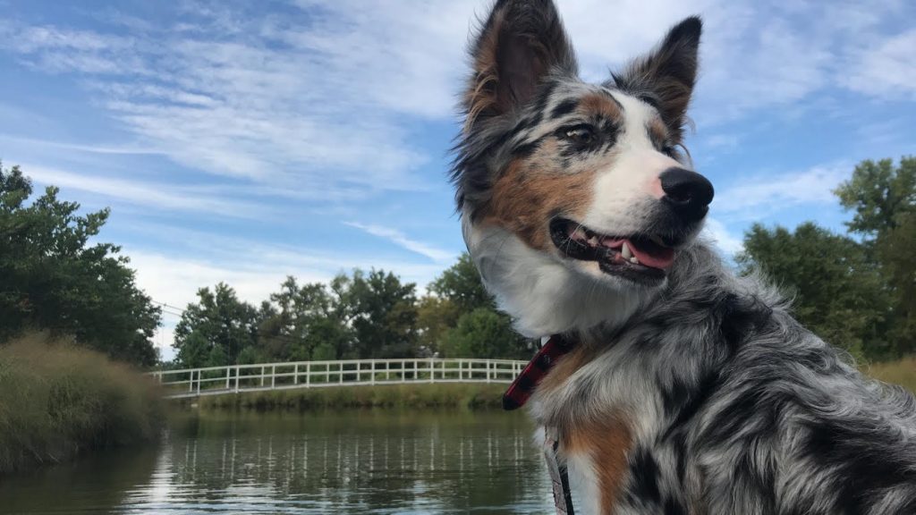 Why Does My Dog Pant at Night in Summer?