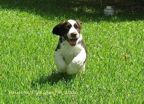 Why Is My Dog Drinking More Water in Summer?